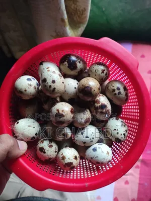 Quail Breeding Eggs (European White Jilin Coturnix)