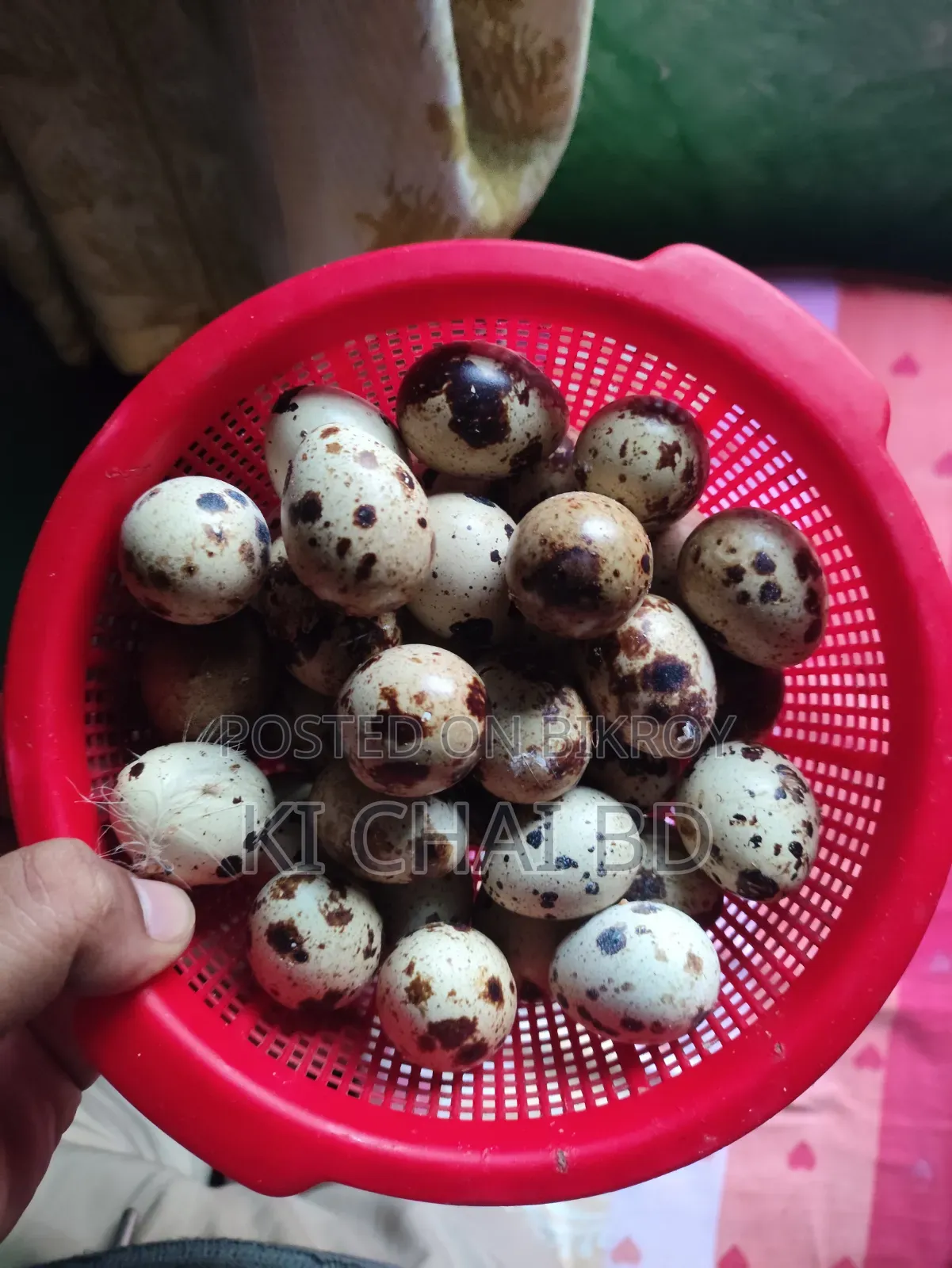 Quail Breeding Eggs (European White Jilin Coturnix)