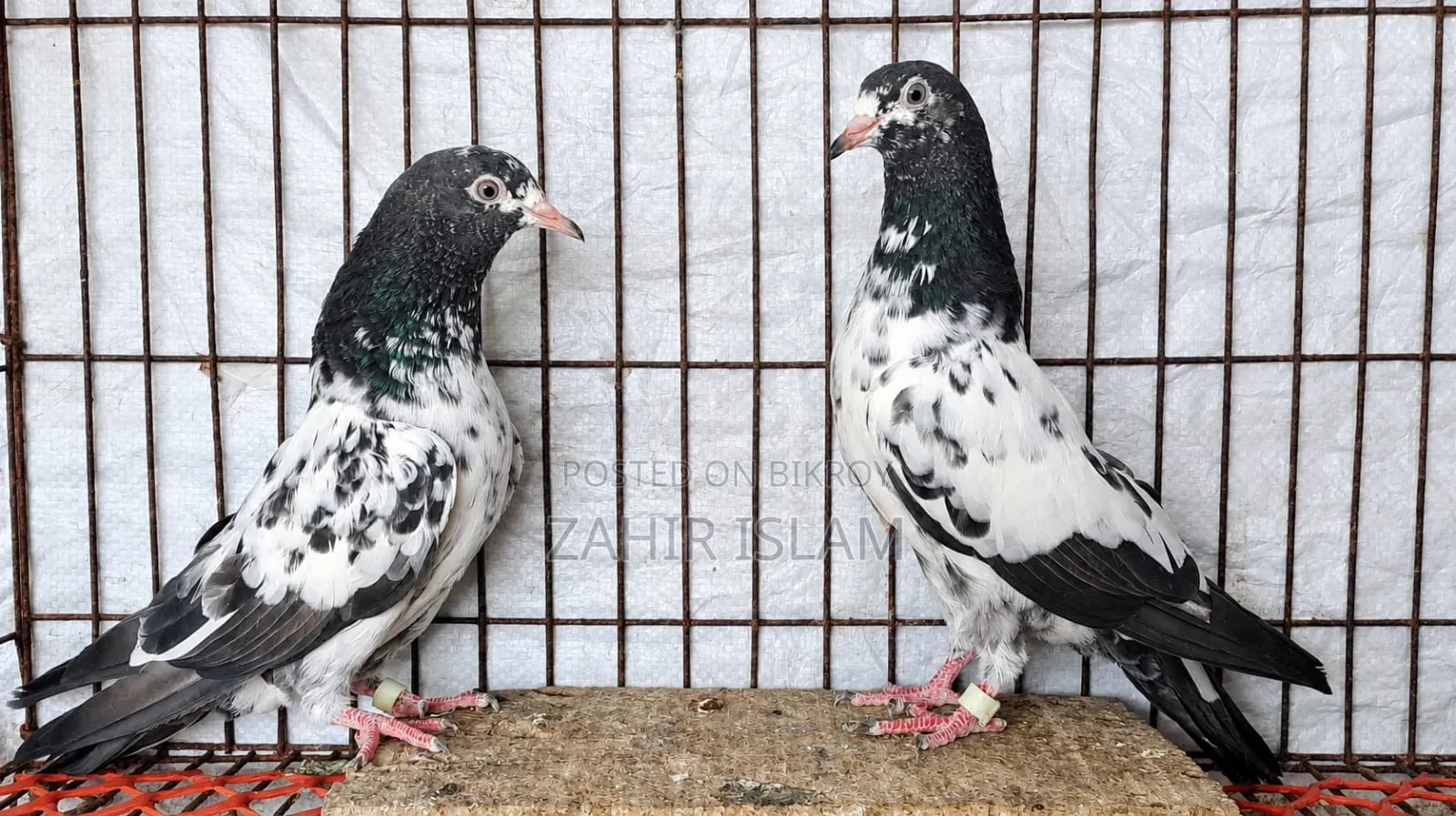 High fly squabs and running pigeons. Those on a low budget should stay away!