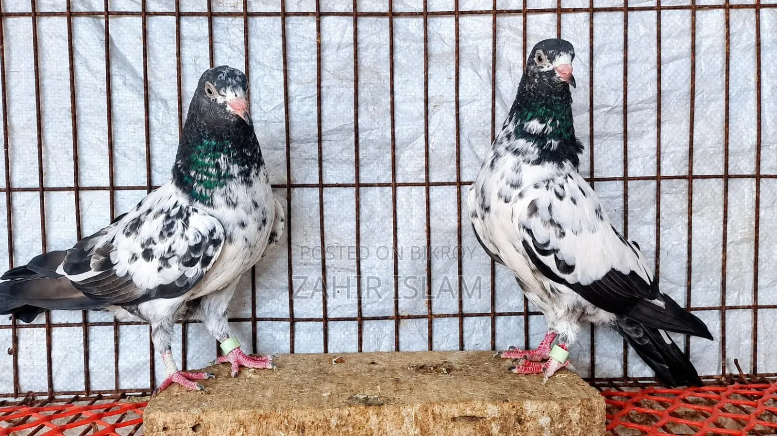 High fly squabs and running pigeons. Those on a low budget should stay away!