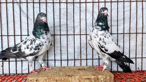 High fly squabs and running pigeons. Those on a low budget should stay away!