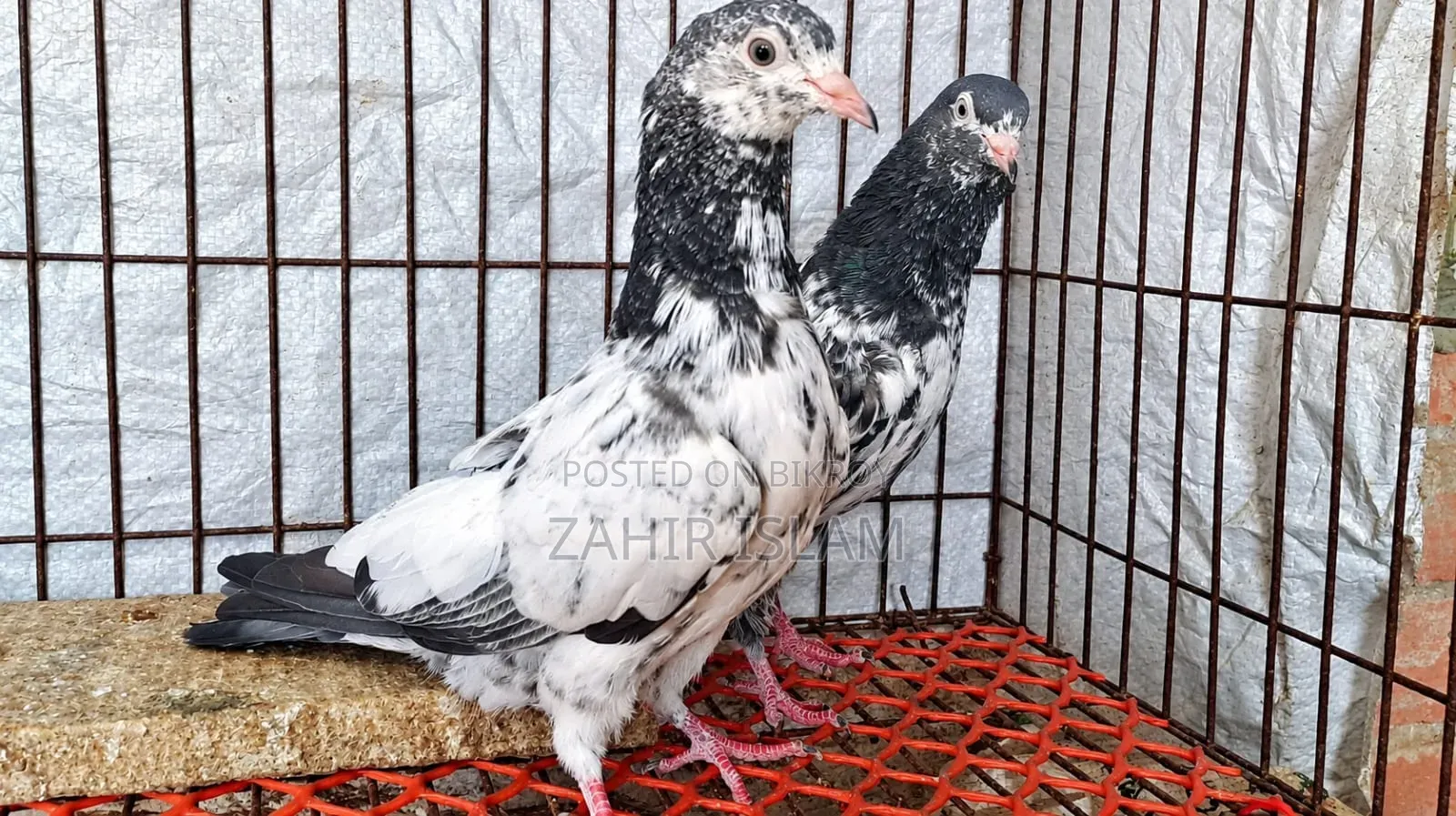 High fly squabs and running pigeons. Those on a low budget should stay away!