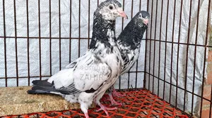 High fly squabs and running pigeons. Those on a low budget should stay away!
