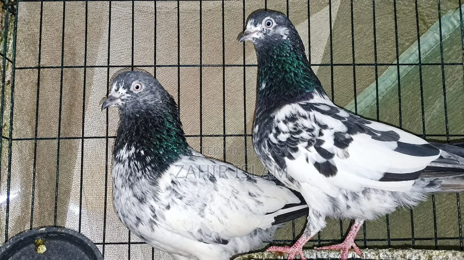 High fly squabs and running pigeons. Those on a low budget should stay away!