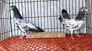High fly squabs and running pigeons. Those on a low budget should stay away!