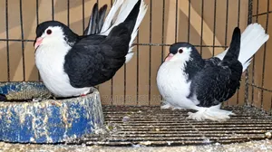 Lahari and Siraji running pair.