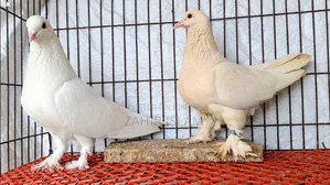 Lahari and Siraji running pair.