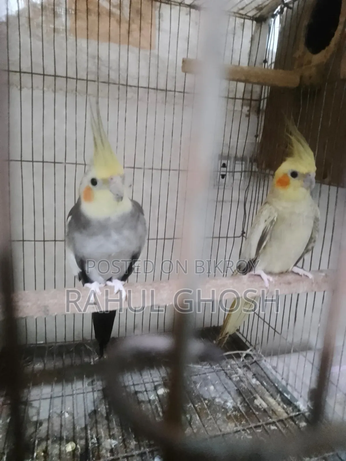 One pair of male-female cinnamon pearl cockatiels, one whiteface male, one baby