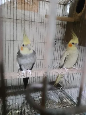 One pair of male-female cinnamon pearl cockatiels, one whiteface male, one baby