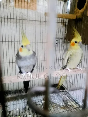 One pair of male-female cinnamon pearl cockatiels, one whiteface male, one baby