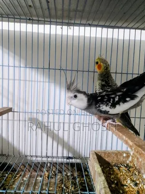 One pair of male-female cinnamon pearl cockatiels, one whiteface male, one baby