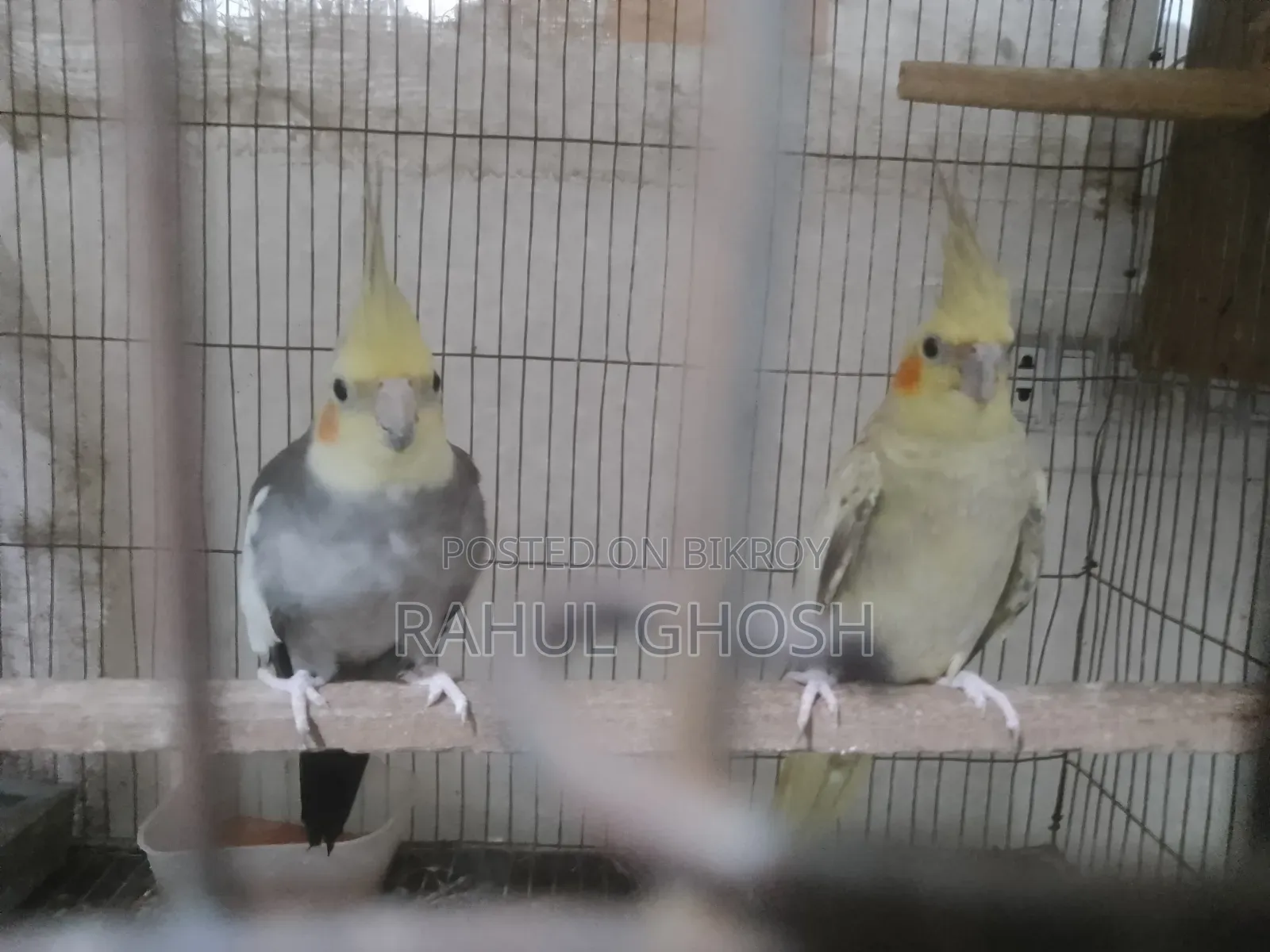 One pair of male-female cinnamon pearl cockatiels, one whiteface male, one baby
