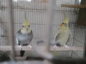 One pair of male-female cinnamon pearl cockatiels, one whiteface male, one baby