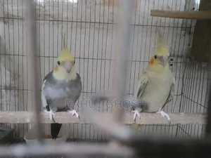 One pair of male-female cinnamon pearl cockatiels, one whiteface male, one baby