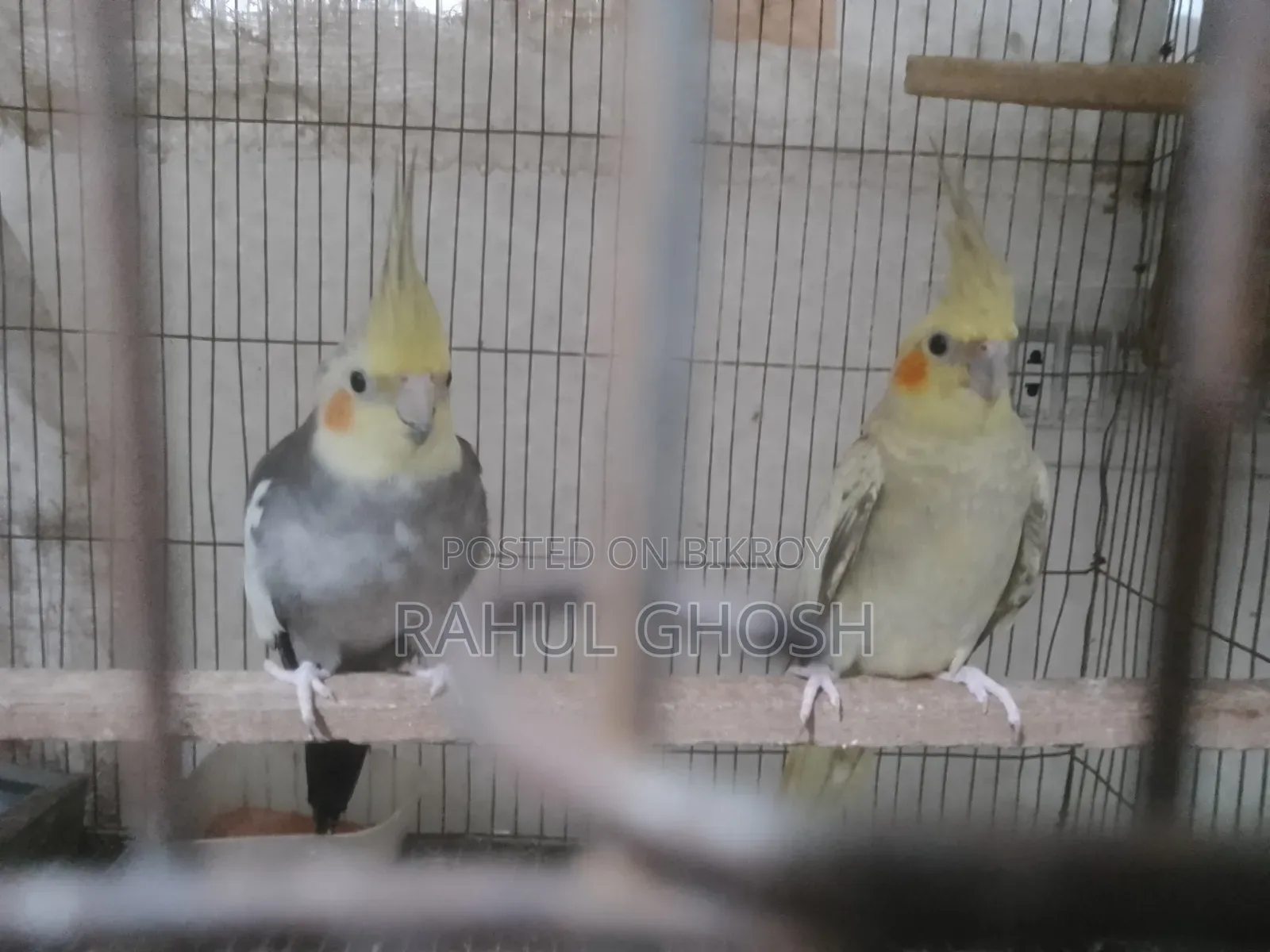 One pair of male-female cinnamon pearl cockatiels, one whiteface male, one baby