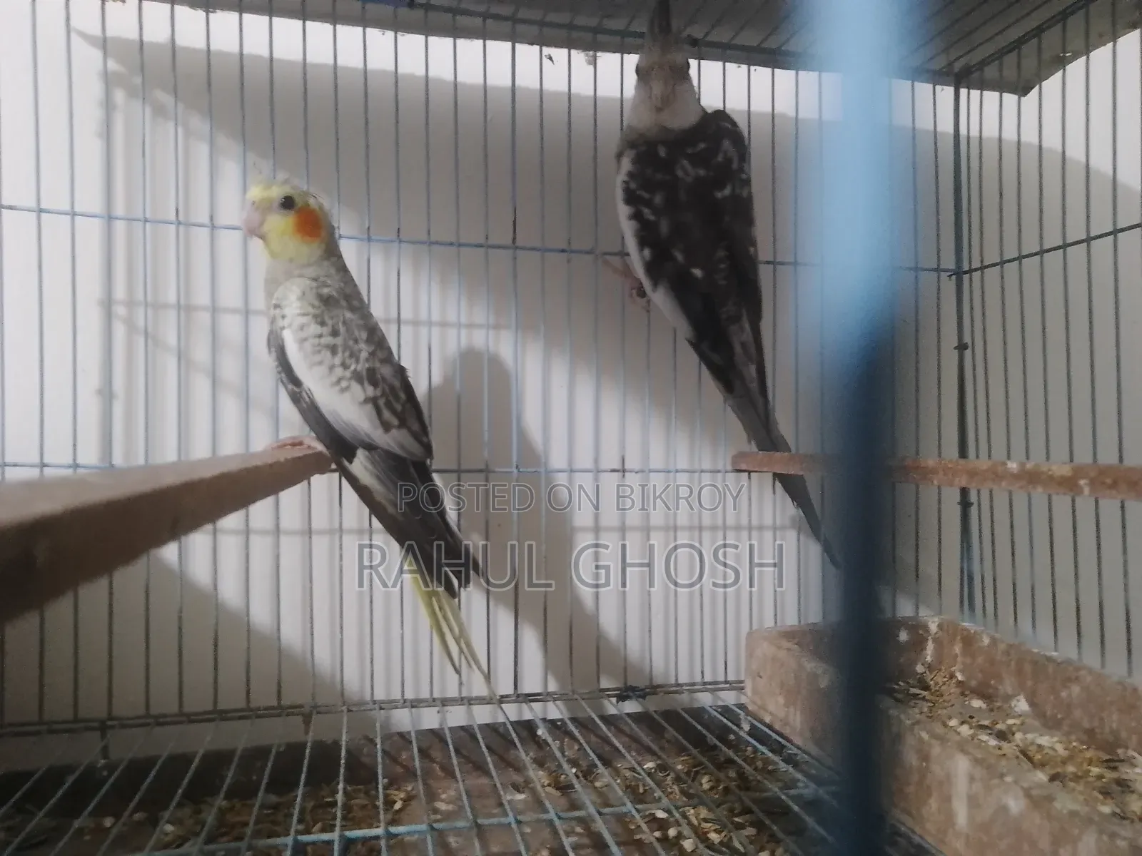 One pair of male-female cinnamon pearl cockatiels, one whiteface male, one baby