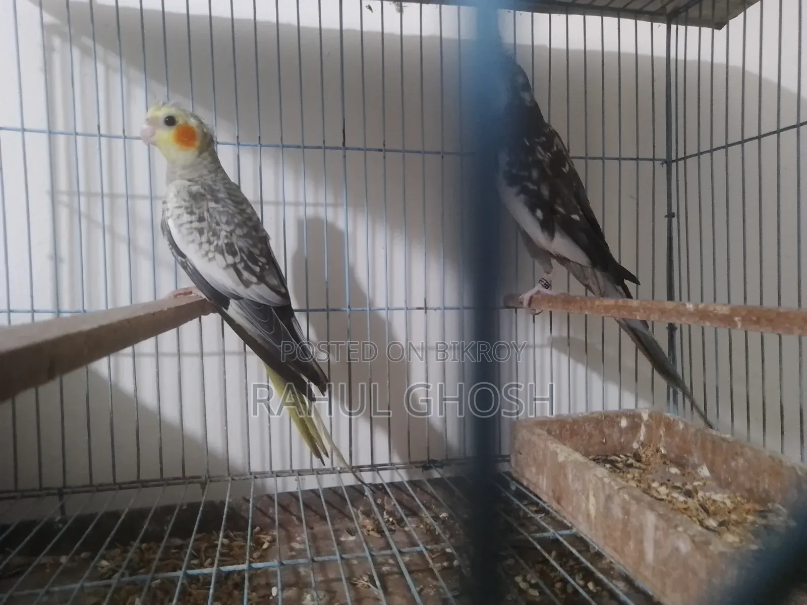 One pair of male-female cinnamon pearl cockatiels, one whiteface male, one baby