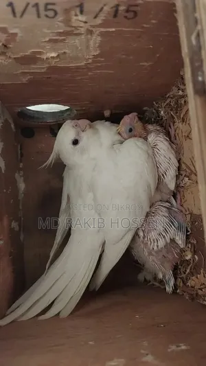 Cockatiel Master Pair