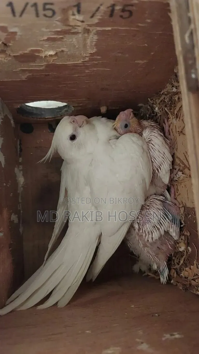 Cockatiel Master Pair