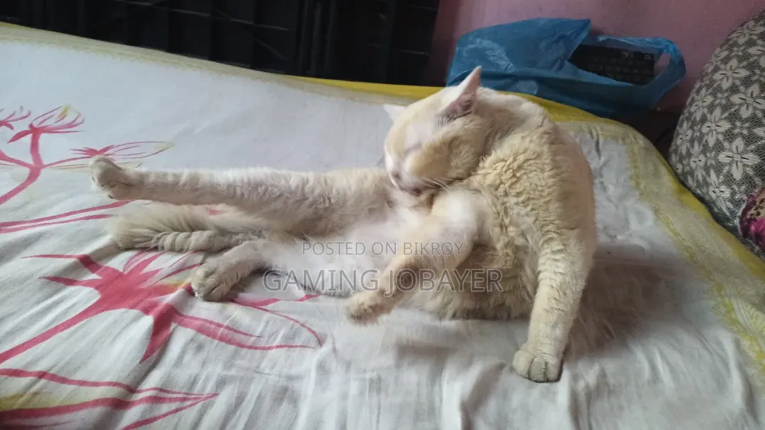 1+ Year Male Purebred Persian