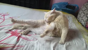 1+ Year Male Purebred Persian