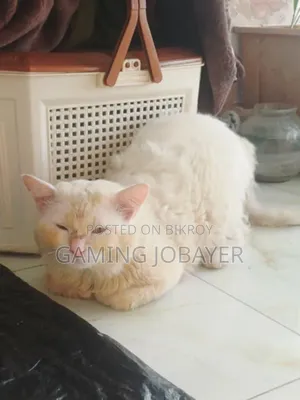 1+ Year Male Purebred Persian