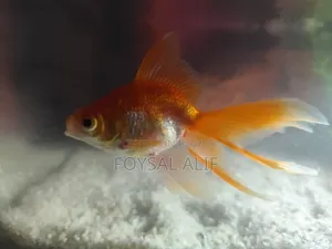 Goldfish 3 pcs with aquarium machine and everything