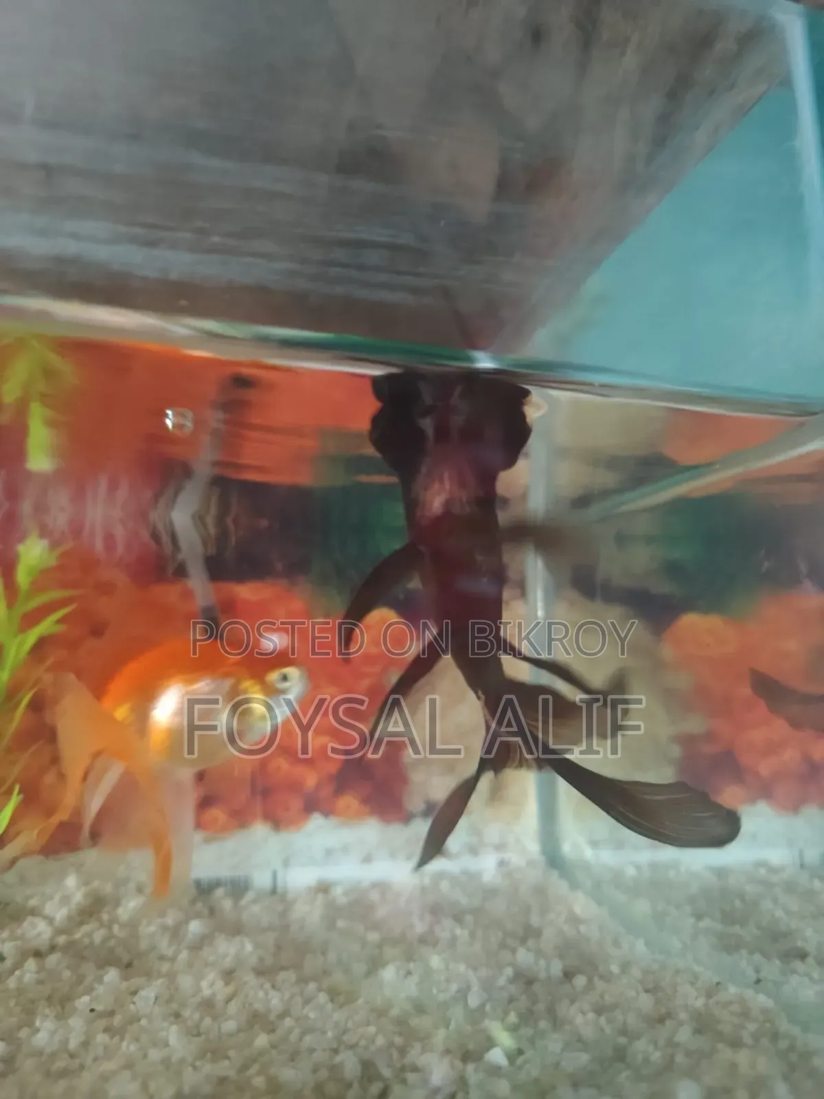 Goldfish 3 pcs with aquarium machine and everything