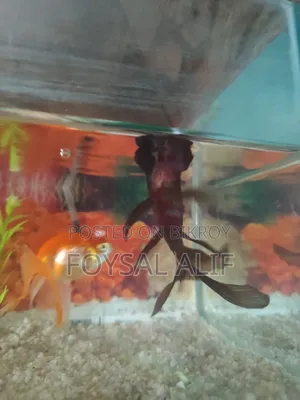 Goldfish 3 pcs with aquarium machine and everything