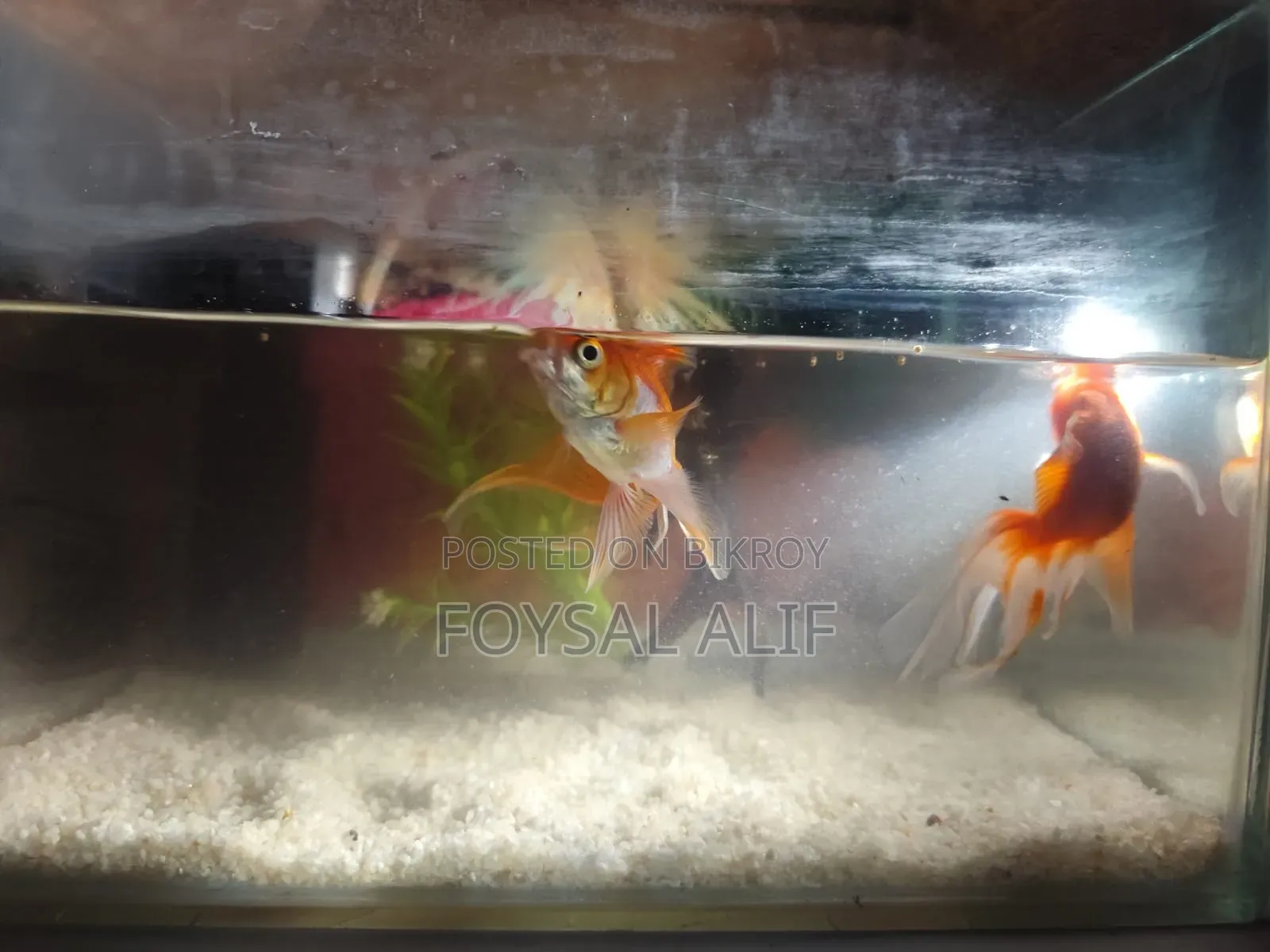 Goldfish 3 pcs with aquarium machine and everything