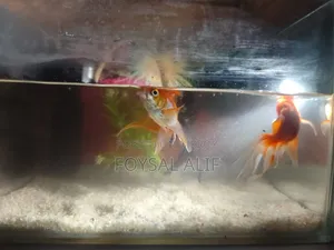 Goldfish 3 pcs with aquarium machine and everything