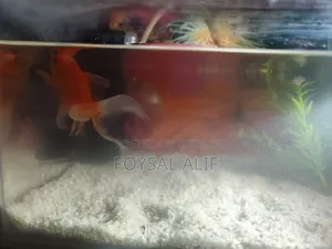 Goldfish 3 pcs with aquarium machine and everything