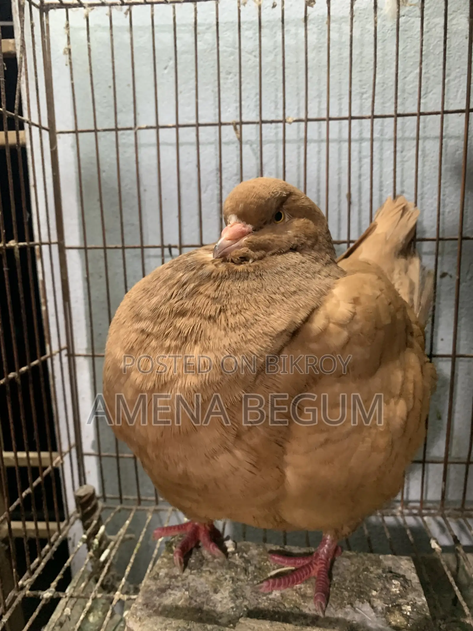 King Pigeon Female