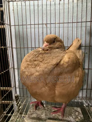 King Pigeon Female