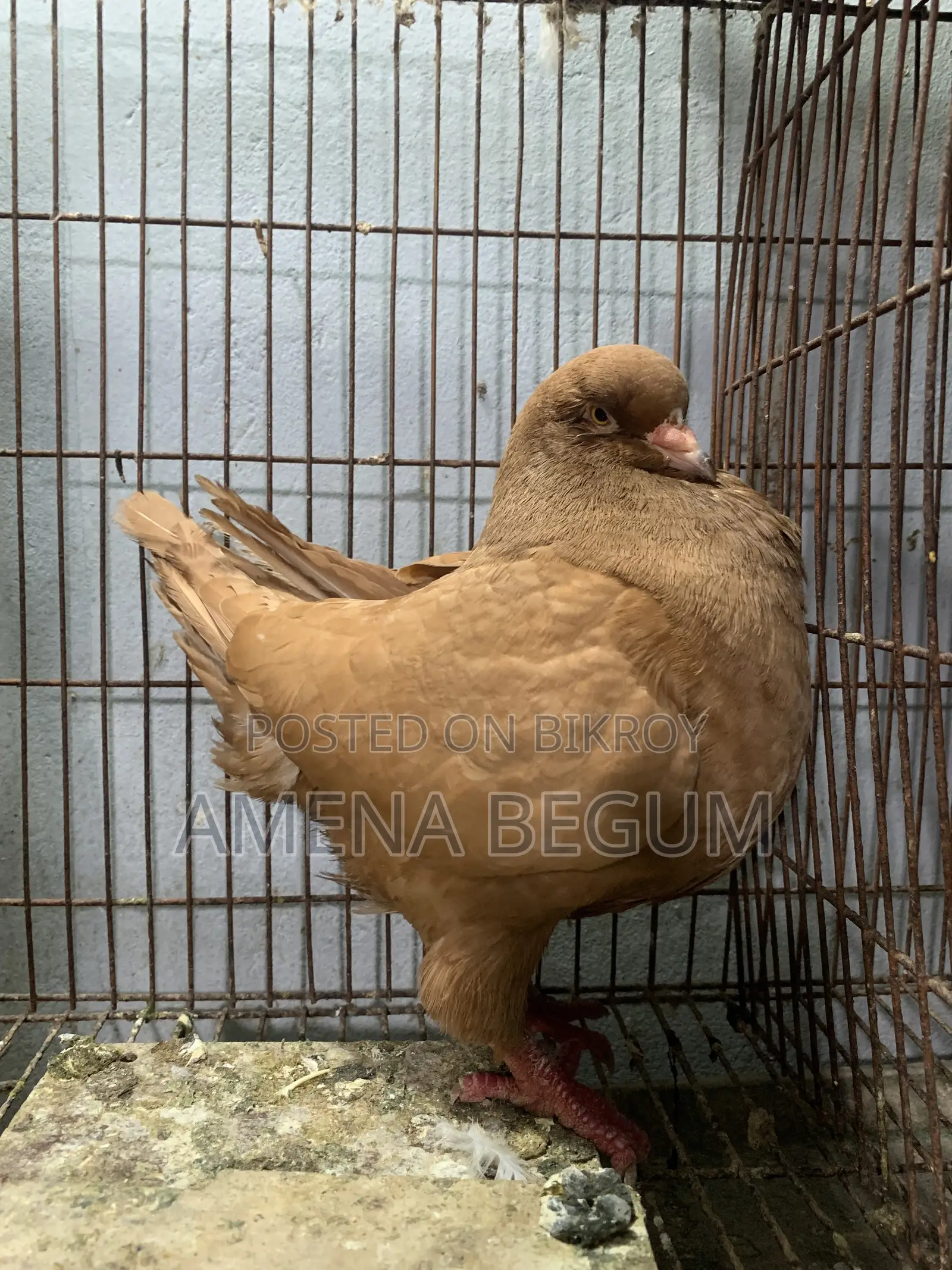 King Pigeon Female