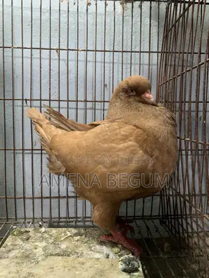 King Pigeon Female