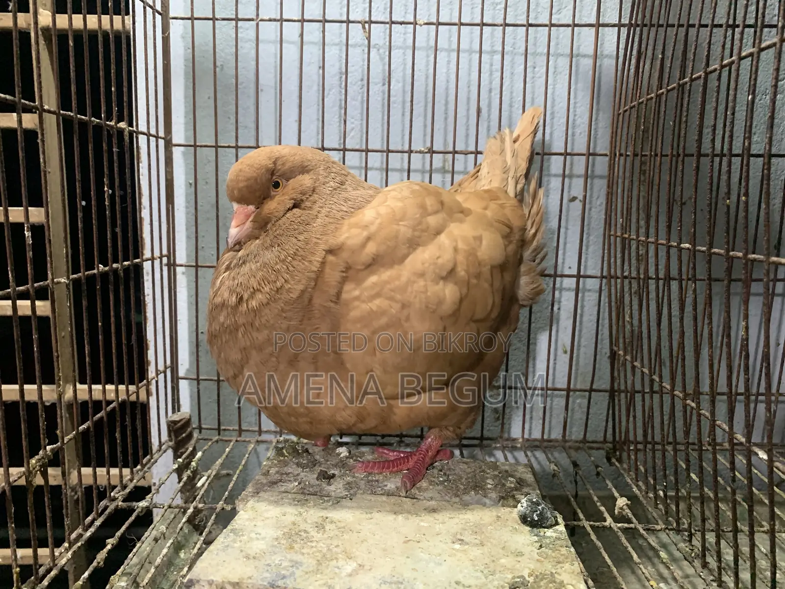 King Pigeon Female