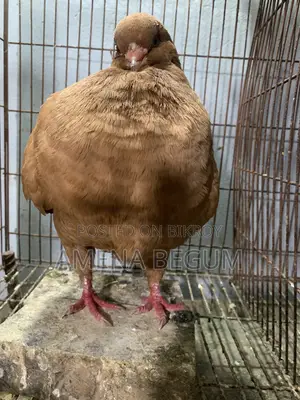 King Pigeon Female