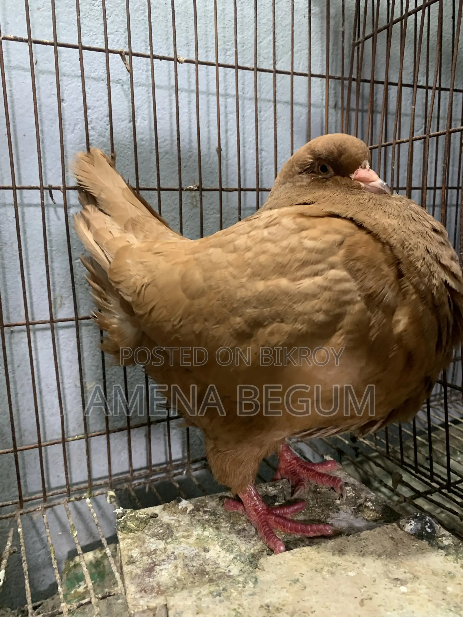 King Pigeon Female