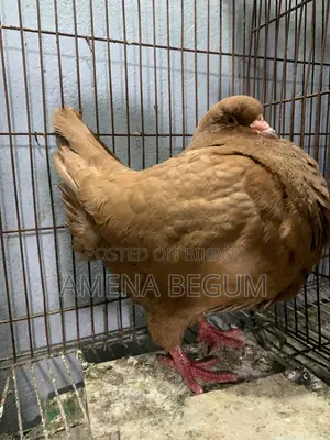 King Pigeon Female
