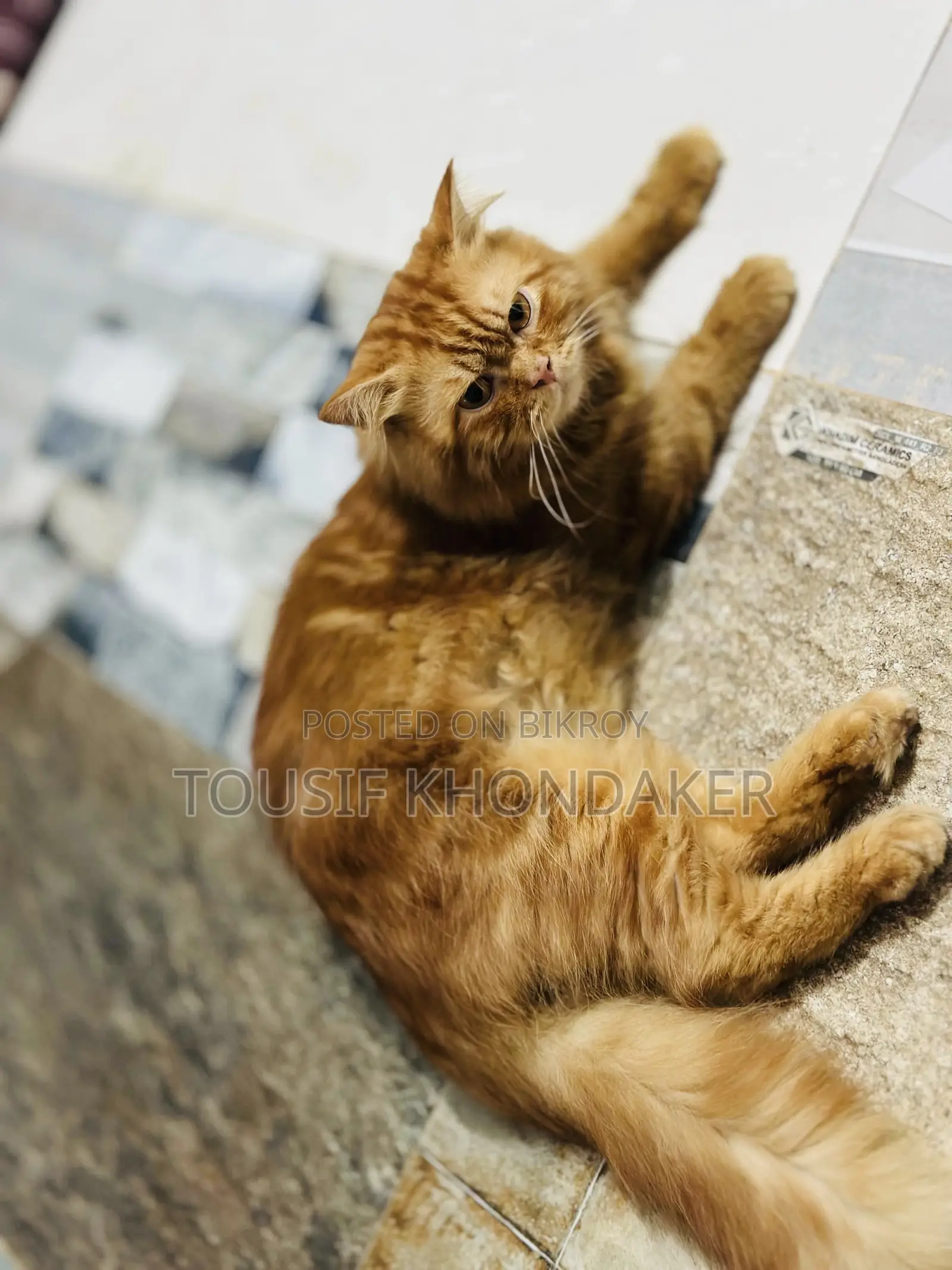6-12 Months Male Purebred Persian