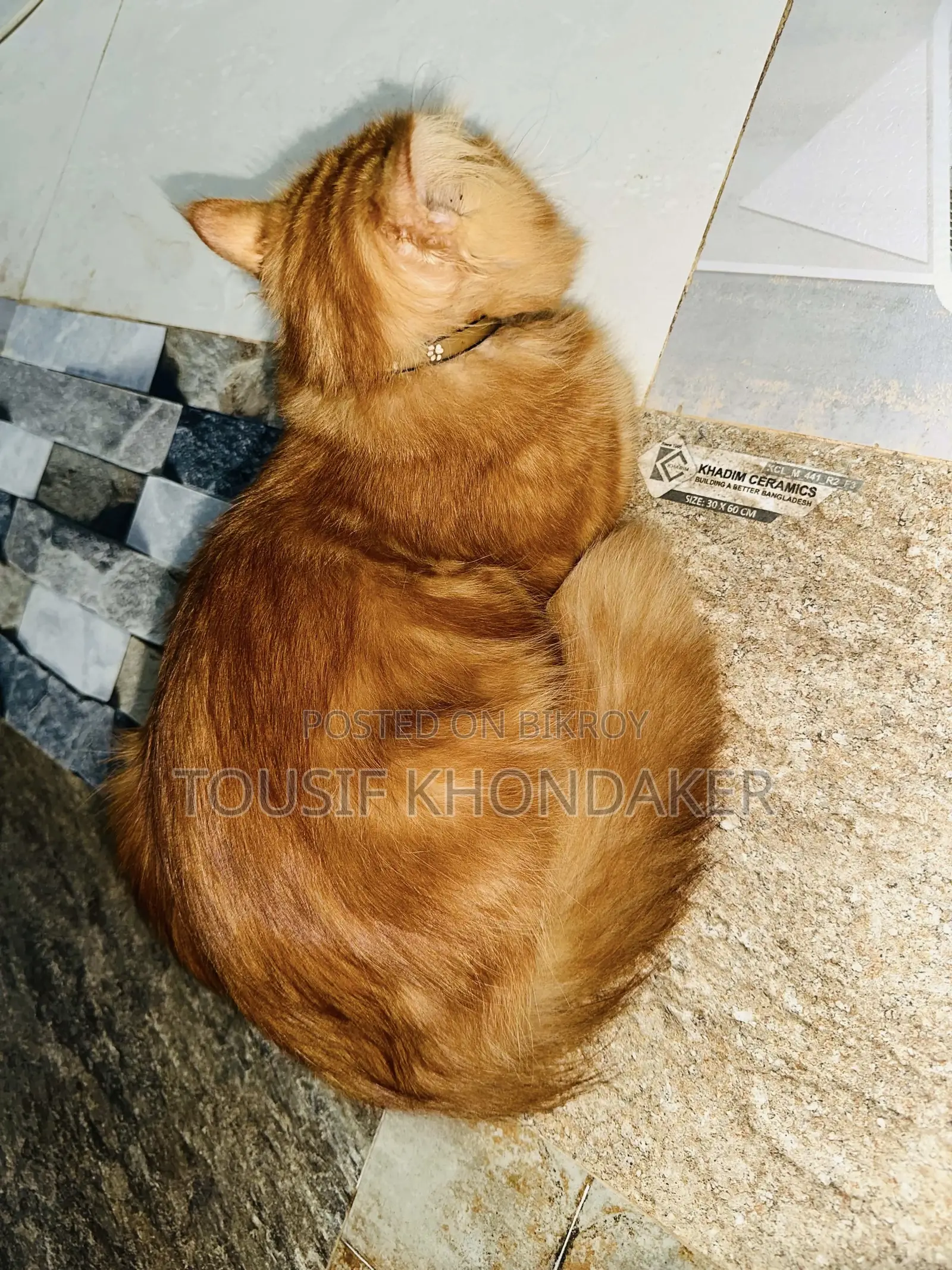 6-12 Months Male Purebred Persian