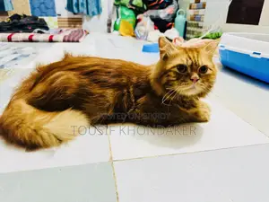 6-12 Months Male Purebred Persian