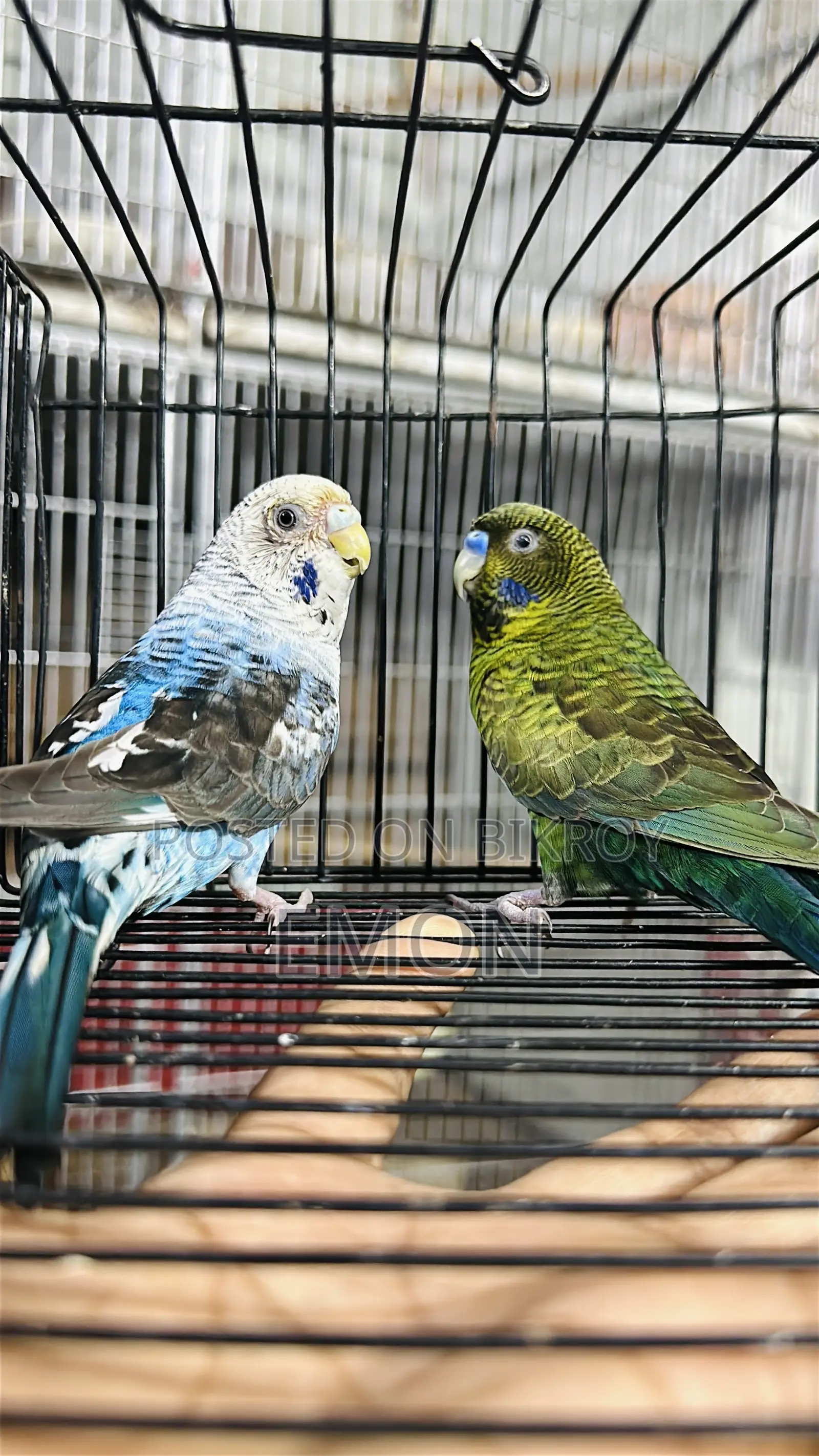 Budgerigar for Sale