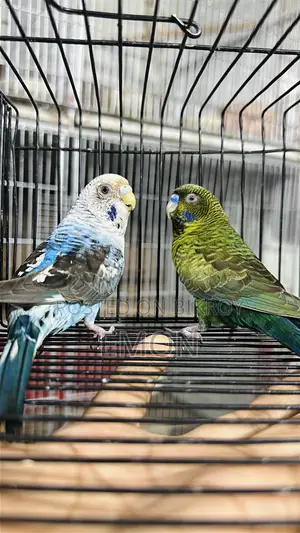 Budgerigar for Sale