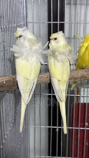 Budgerigar for Sale