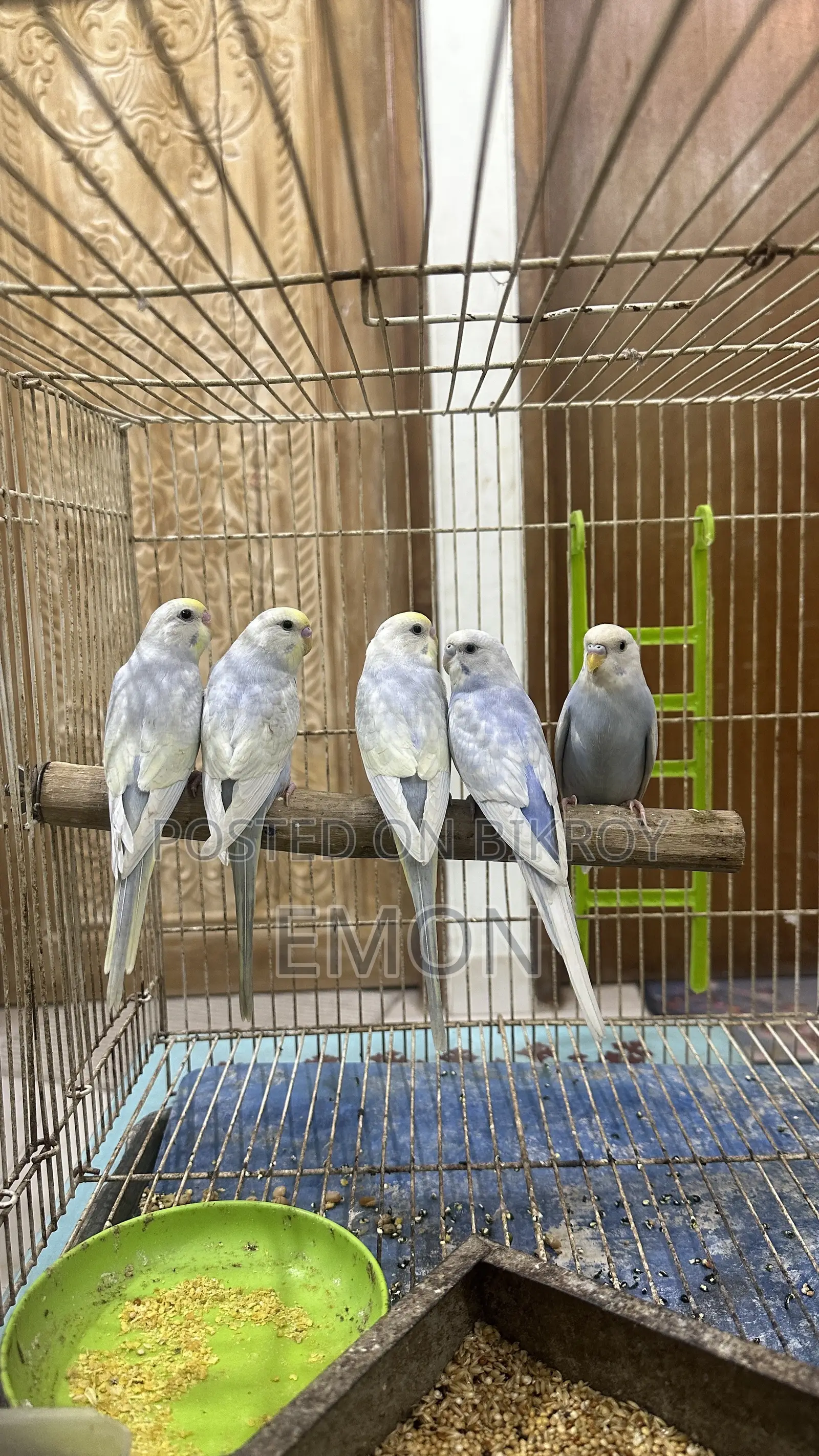 Budgerigar for Sale