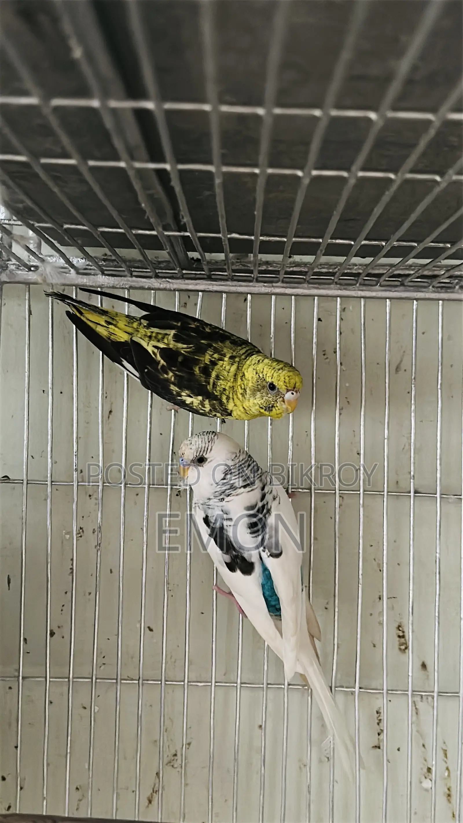 Budgerigar for Sale