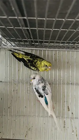 Budgerigar for Sale
