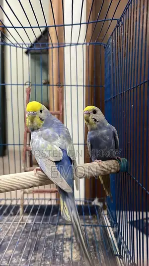 Budgerigar for Sale